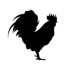 Silhouette of a chicken, standing, isolated on a white background.