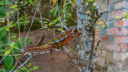 A bright panther chameleon Furcifer Pardalis  climbs a tree. It holds onto the trunk and branches with its paws. Orange pimply skin with green and turquoise stripes, long tail. Madagascar. 