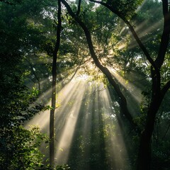 Obraz premium morning sun light rays piercing through the tree generated by ai