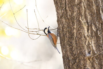 木の幹をつたって上に向かって歩くヤマガラ