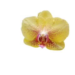 Fototapeta na wymiar White Moon Orchid