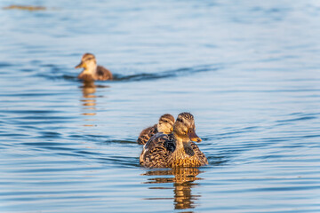 A family of ducks, a duck and its little ducklings are swimming in the water. The duck takes care of its newborn ducklings. Mallard, lat. Anas platyrhynchos