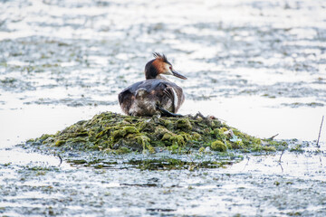 Great Crested Grebe, Podiceps cristatus, water bird sitting on the nest, nesting time on the green...