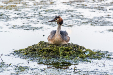 Great Crested Grebe, Podiceps cristatus, water bird sitting on the nest, nesting time on the green...