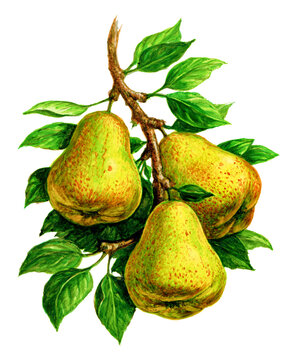 Pears on a branch. Set of watercolor illustrations for labels, menus, or packaging design.