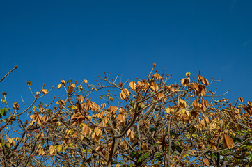Tree Canopy of Tan Leaves Under Blue Sky in Hawaii.