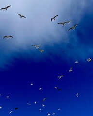 flock of seagulls