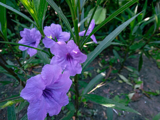 purple iris flower. a group of small purple or purple golden flowers (kencana ungu) or Ruellia Simplex. Mini Rawelia. ornamental plants in the garden. purple flower frame