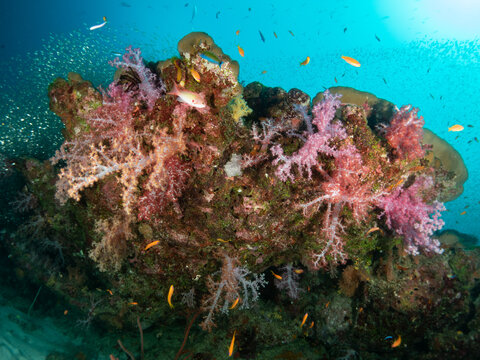 Dendronephthya hemprichi. Invertebrate Marine Animals. Flowery Pink Red Corals Alcyonacea Nephtheidae, Cnidaria Octocorals. Tropical coral reef under deep blue Andaman Sea. Indo Pacific Ocean seabed.