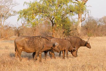 Family group of African buffaloes (Syncerus caffer), Kruger National Park, South Africa.