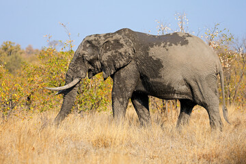 Large African bull elephant (Loxodonta africana), Kruger National Park, South Africa.