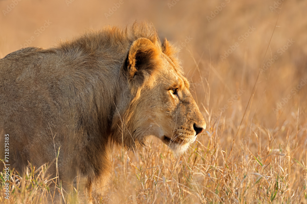 Wall mural Portrait of a young male African lion (Panthera leo), Kruger National Park, South Africa.