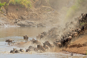 Blue wildebeest (Connochaetes taurinus) crossing the Mara river, Masai Mara National Reserve, Kenya.