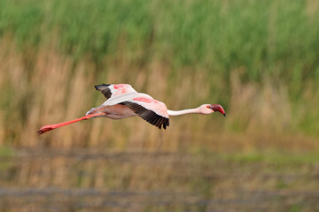 A lesser flamingo (Phoenicopterus minor) in flight with open wings, South Africa.