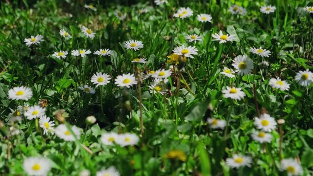 Blooming field of daisies with a working bee in spring sunny day. Bees are gathering honey and carrying pollens. Springtime theme.