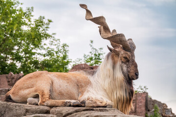 Markhor, Capra falconeri, wild goat native to Central Asia, Karakoram and the Himalayas standing on...