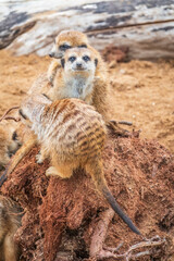 Fototapeta premium A group of cute meerkats. Meerkat Family are sunbathing.
