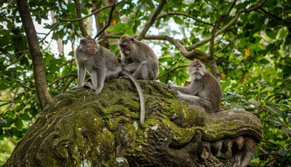 A lively troop of macaques perch on a lush jungle branch, basking in the warm outdoor air while showcasing their wild and playful nature as curious onlookers
