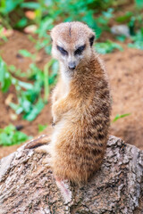 Meerkat, Suricata suricatta, on hind legs. Portrait of meerkat standing on hind legs with alert expression. Portrait of a funny meerkat sitting on its hind legs.