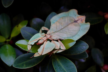 Leaf insect (Phyllium bioculatum) Green leaf insect or Walking leaves are camouflaged to take on the appearance of leaves, rare and protected. Selective focus, blurred forest background. © Cheattha