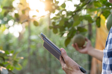 Organic farming, fruit farm. Farmers recheck quality record on application on tablet. Pomelo grow...