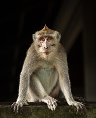 Obraz premium A curious macaque perched on a rocky ledge, its fur glistening in the warm sunlight, surveying its wild surroundings with keen eyes and sharp claws ready for any adventure