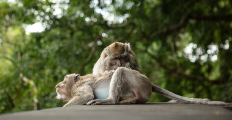 A rhesus macaque rests on the ground, its furry form blending into the natural outdoor surroundings as it gazes up at the tree above, embodying the peacefulness and wildness of its simian nature