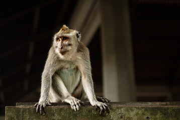 Obraz premium A curious macaque perched on a rocky ledge, its fur glistening in the warm sunlight, surveying its wild surroundings with keen eyes and sharp claws ready for any adventure