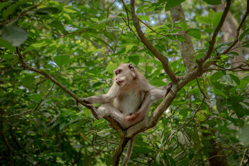 Fototapeta premium A rhesus macaque monkey perches on a leaf-covered branch, blending into the lush jungle as it gazes out at the vast outdoor world with curious simian eyes