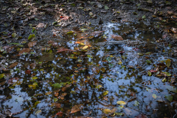 colorful leaves fallen in a puddle among the grass