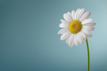 Minimalist composition of a delicate daisy against a soft blue background