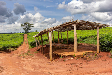A tea plantation near the Ssezibwa Falls, District of Mukono, Uganda.