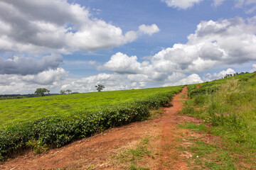 Fototapeta na wymiar A tea plantation near the Ssezibwa Falls, District of Mukono, Uganda.