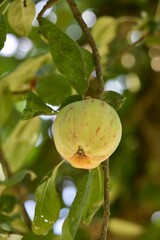 Green and red apple growing in Carlton Oregon orchard