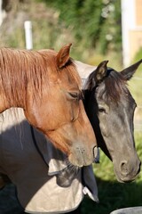 Red horse and black horse snoozing next to each other, calm relaxed horse friends