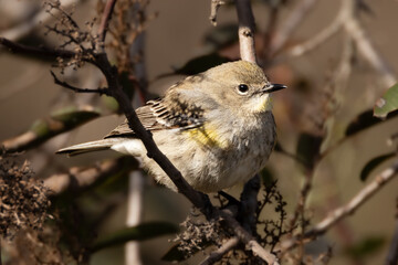 Close-up of birds with clean and soft background