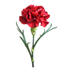 red carnation flower