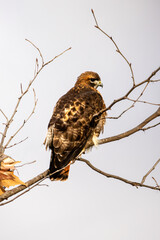 Close-up of birds with clean and soft background