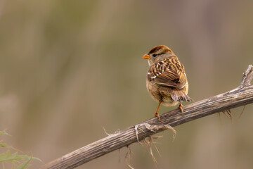 Close-up of birds with clean and soft background