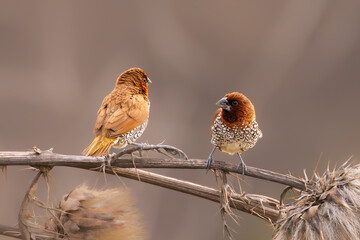 Close-up of birds with clean and soft background