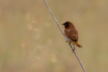 Close-up of birds with clean and soft background