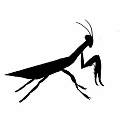silhouette of a praying mantis or black insect - obrazy, fototapety, plakaty