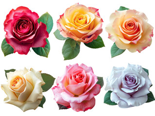Different Color Rose Isolated on Transparent or White Background, PNG