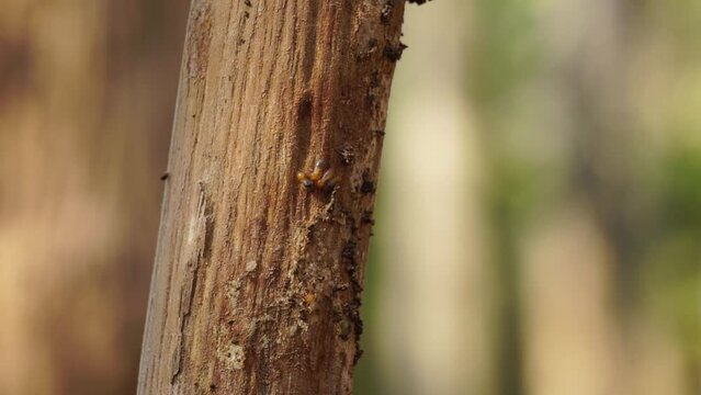 Coptotermes formosanus (Formosan termite, super-termite, semut kongkiak, rayap, anai-anai, semut putih) in the dry wood