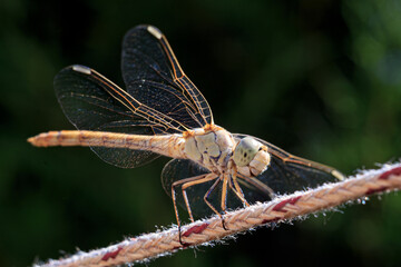 Close up of a dragonfly perches on a  clothesline. Macro photo of meadowhawk