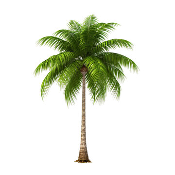 coconut palm in 3d rendering