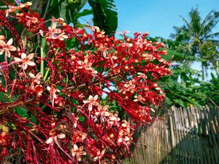 pagoda flowers under a clear blue sky. small red flowers in cone-shaped clusters. the garden is deciduous. decorative plants