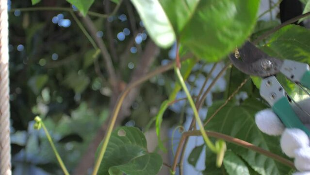 The gardener uses pruner scissors to cut the tree. Plant pruning and plant decoration. Home care and gardening concept