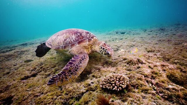 underwater coral reef sea turtle feeding on the seabed, sun beam shine through the ocean blue water background in day time in tropical asia Taiwan