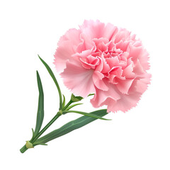 pink carnation flower